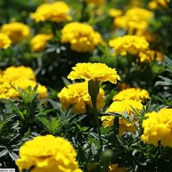 Marigold Bonanza Yellow