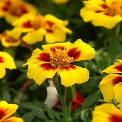 Marigold Disco Marietta