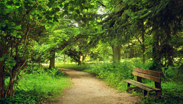 Arbres d'ornements