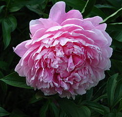Pivoine Lact. Sarah Bernhardt