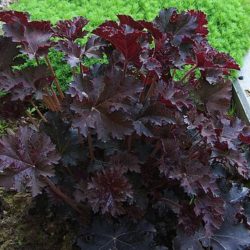 Heuchera Micr. Palace Purple