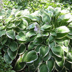Hosta Francee