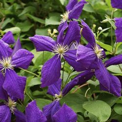 Clematite Jackmanii