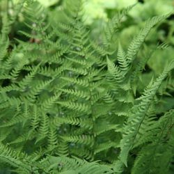 Dryopteris marginalis