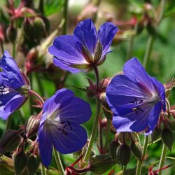 Géranium Him. Johnson’s Blue