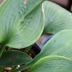 Hosta Blue Angel