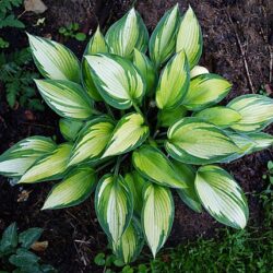Hosta June