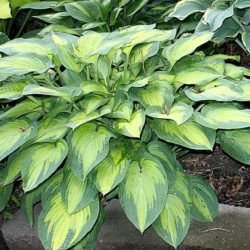 Hosta Paul’s Glory