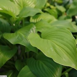 Hosta Plant. Royal Standard