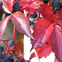 Parthenocissus Quinq. Engelmannii (Vigne vierge)