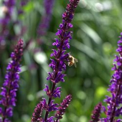 Salvia Nemerosa Caradonna