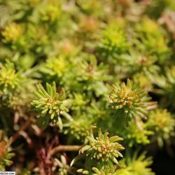 Sedum Reflexum Angelina