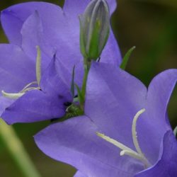 Campanula Carp. Rapido Blue