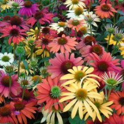 Echinacea Purp. Cheyenne Spirit