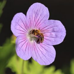 Geranium sanguineum var. striatum
