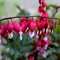 Dicentra Spectabile Valentine
