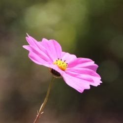 Coreopsis Rosea American Dream