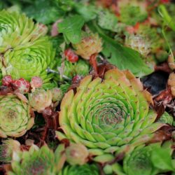 Sempervivum Mixte