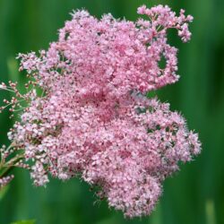 Filipendula rubra Venus Magnifica