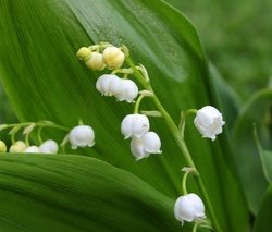 Convallaria Majalis
