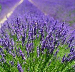 Lavandula Angustifolia Munstead