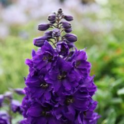 Delphinium M.F. Dark Blue