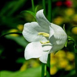 Campanula carpatica Rapido White