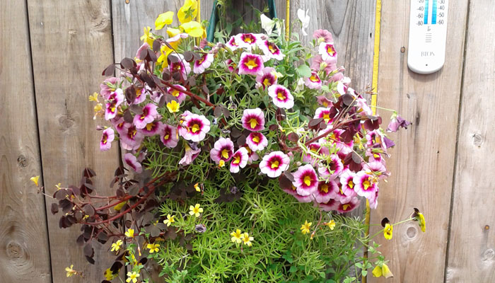  Sacs de fleurs 