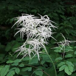 Aruncus Fairy Hair