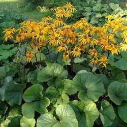 Ligularia dentata Othello