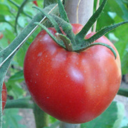 Tomates Pots 2 Gallons Boutique En Ligne Les Serres Du Mont