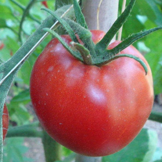 Tomates (Pots 2 gallons) - Boutique en ligne - Les Serres ...