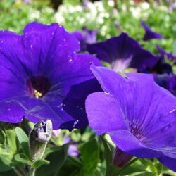 Petunia Supertunia Royal Velvet