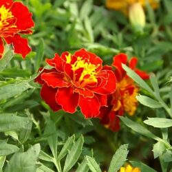 Marigold Safari Red