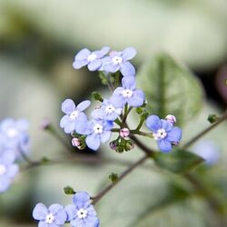 Brunnera M. Looking Glass