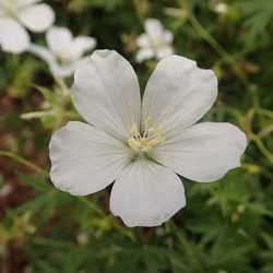 Geranium sanguineum album