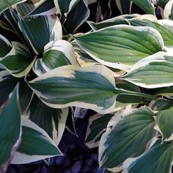 Hosta Patriot