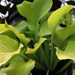 Hosta Sum and Substance