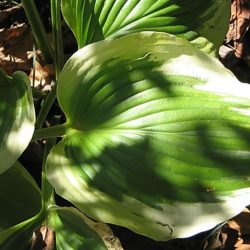 Hosta Liberty