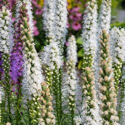 Liatris Spicata Floristan Blanc
