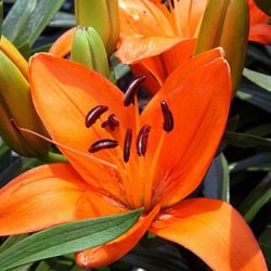 Lilium asiatique Tiny Dino