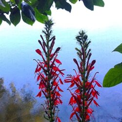 Lobelia Cardinalis