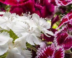 Dianthus Barbatus Barbarina mix