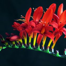 Crocosmia Lucifer