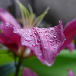 Lilium asiatique Tiny Pearl