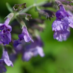 Nepeta faassenii Purrsian Blue