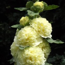 Alcea rosea Chater's double Jaune