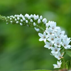 Lysimachia clethroides