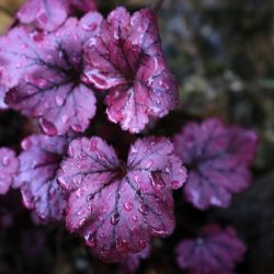Heuchera Indian Summer Mulberry