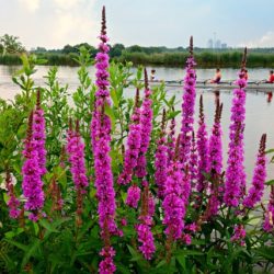 Lythrum Salicaria Robert